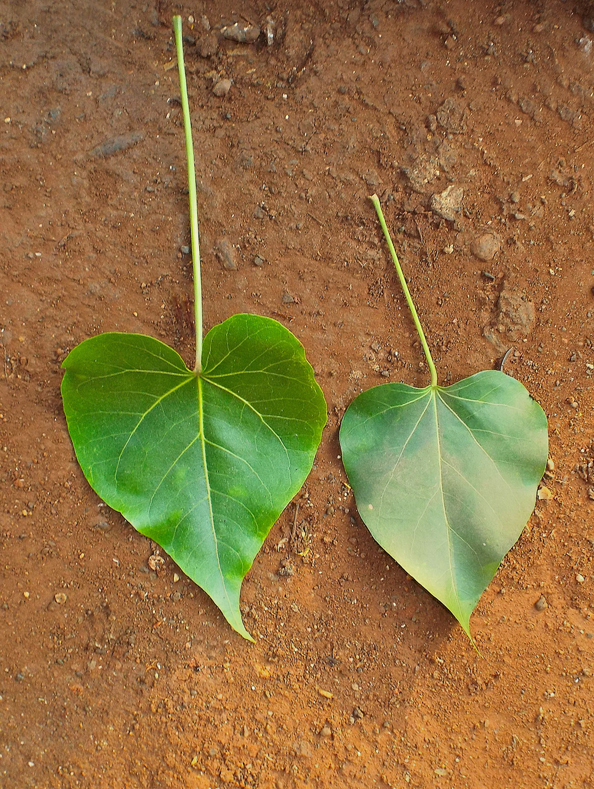 Thespesia populnea eFlora of India